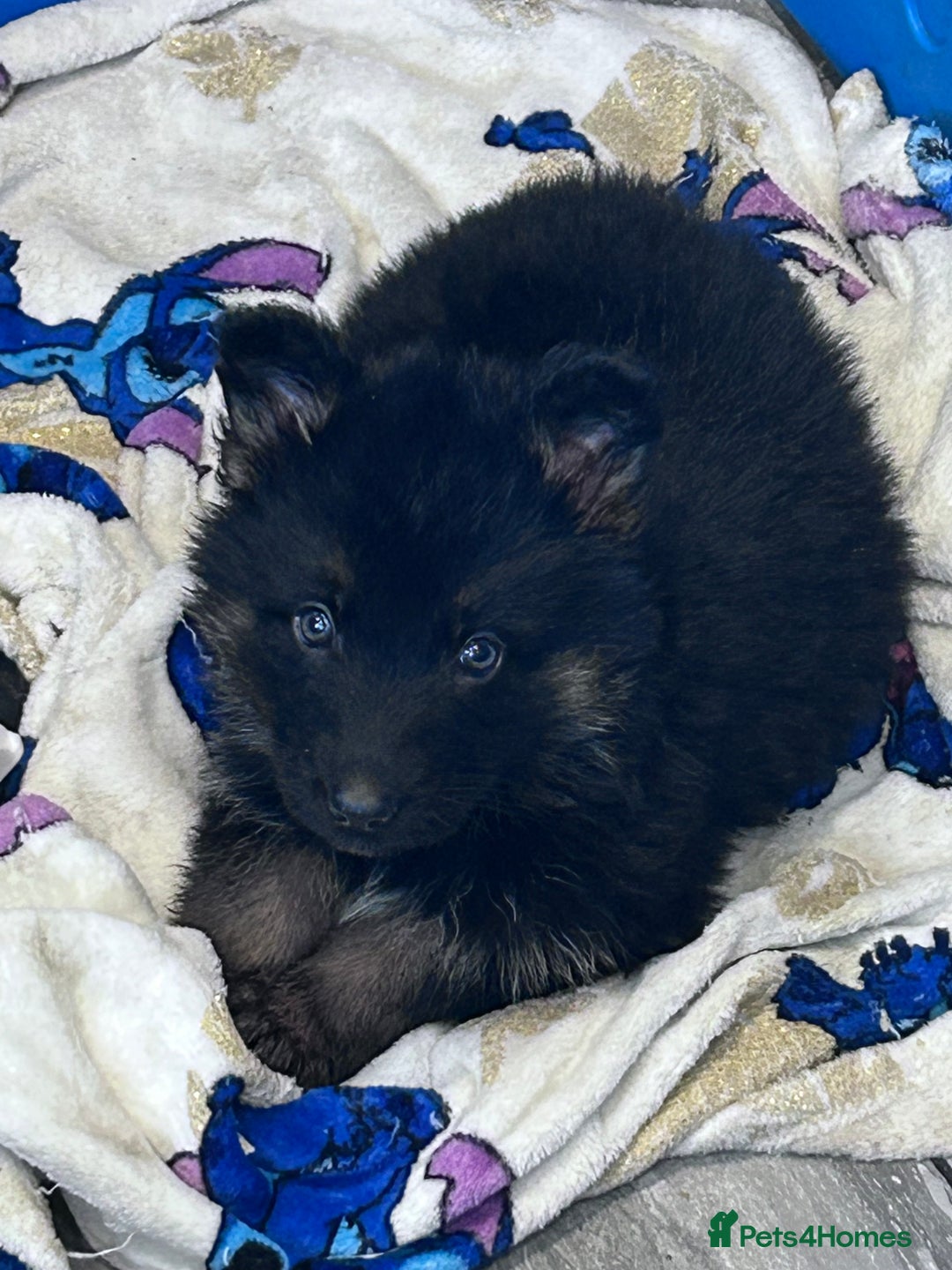 German Shepherd dogs for sale: German shepherd READY TO LEAVE - Advert 22