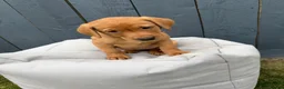 Labrador Retriever dogs for sale: KC Registered Labrador Pups, Mum/Dad Health Tested - Advert 7
