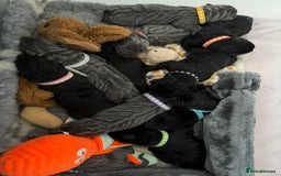 Neapolitan Mastiff dogs for sale: Neapolitan mastiff puppies  - Image 12