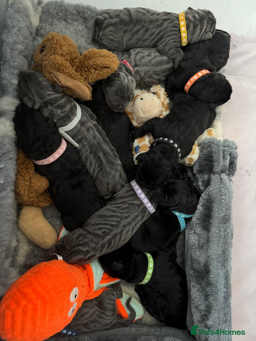 Neapolitan Mastiff dogs for sale: Neapolitan mastiff puppies  - Image 12