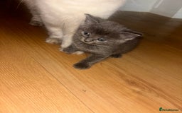 British Shorthair cats for sale: British Blue X Ragdoll champion bloodline  - Image 2
