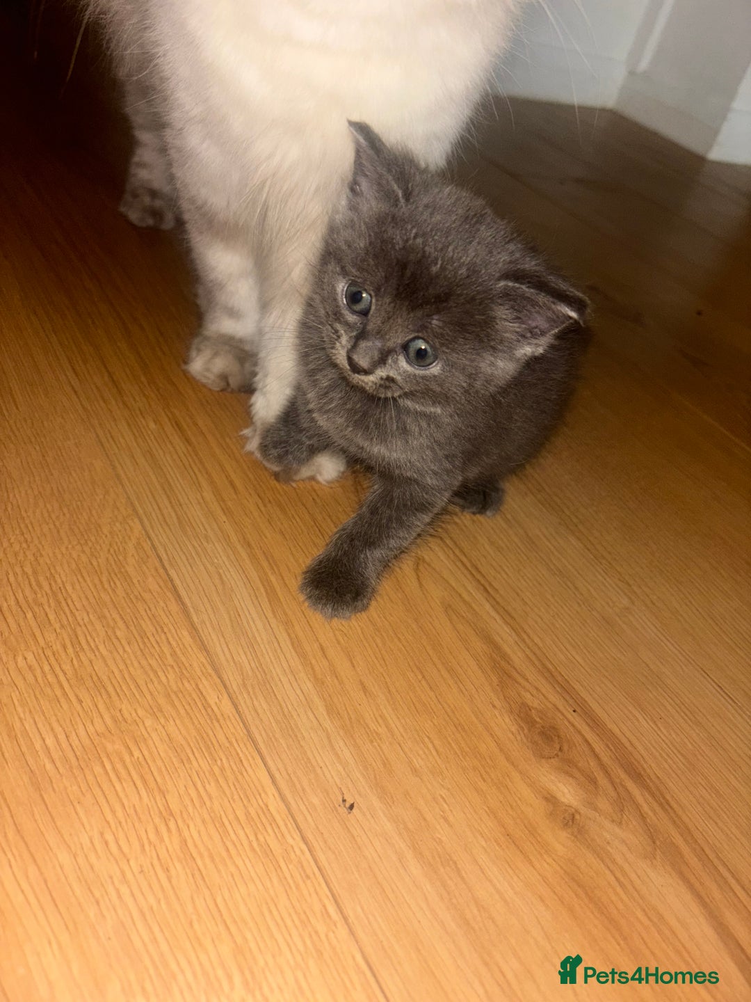 British Shorthair cats for sale: British Blue X Ragdoll champion bloodline  - Image 2