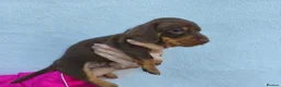 Miniature Dachshund dogs for sale: Super small miniature dachshund kc - Advert 16