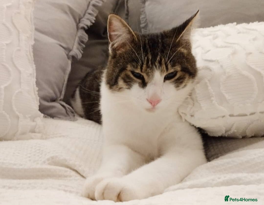Mixed Breed cats for sale: Looking for a loving home for our Male cat - Advert 3