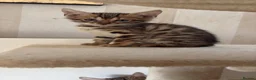 Bengal cats for sale: Pedigreed/registered bengal kittens - Advert 11