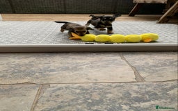 Miniature Dachshund dogs for sale: Stunning true to type KC Reg Miniature LH babies - Image 18