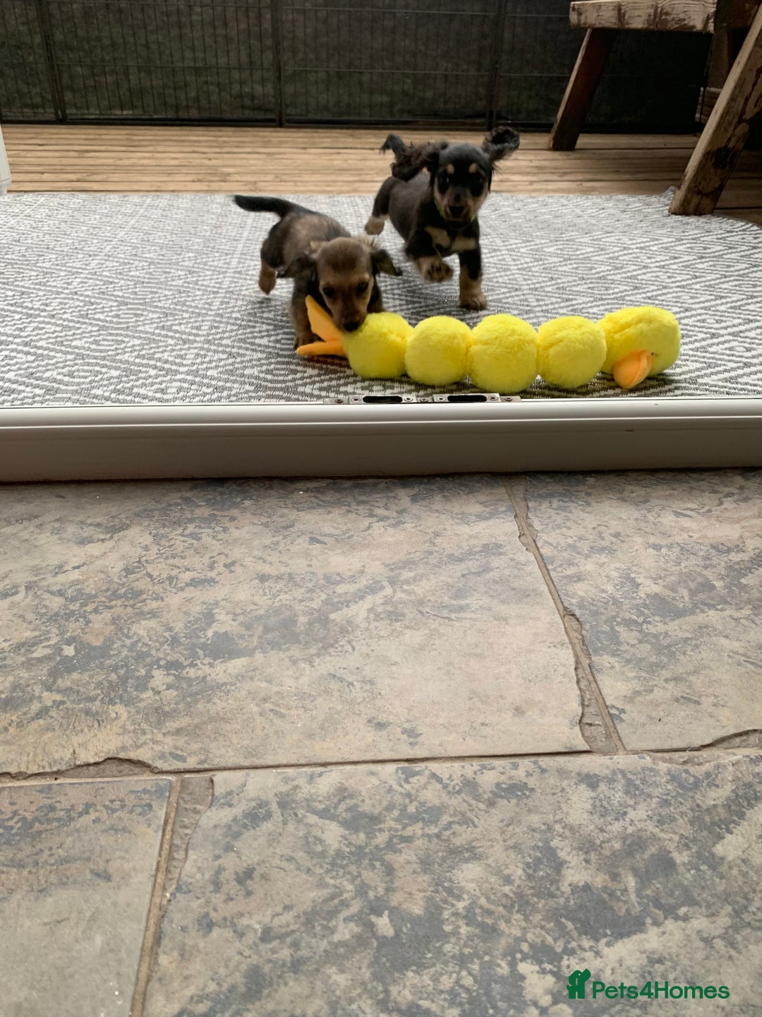 Miniature Dachshund dogs for sale: Stunning true to type KC Reg Miniature LH babies - Image 18