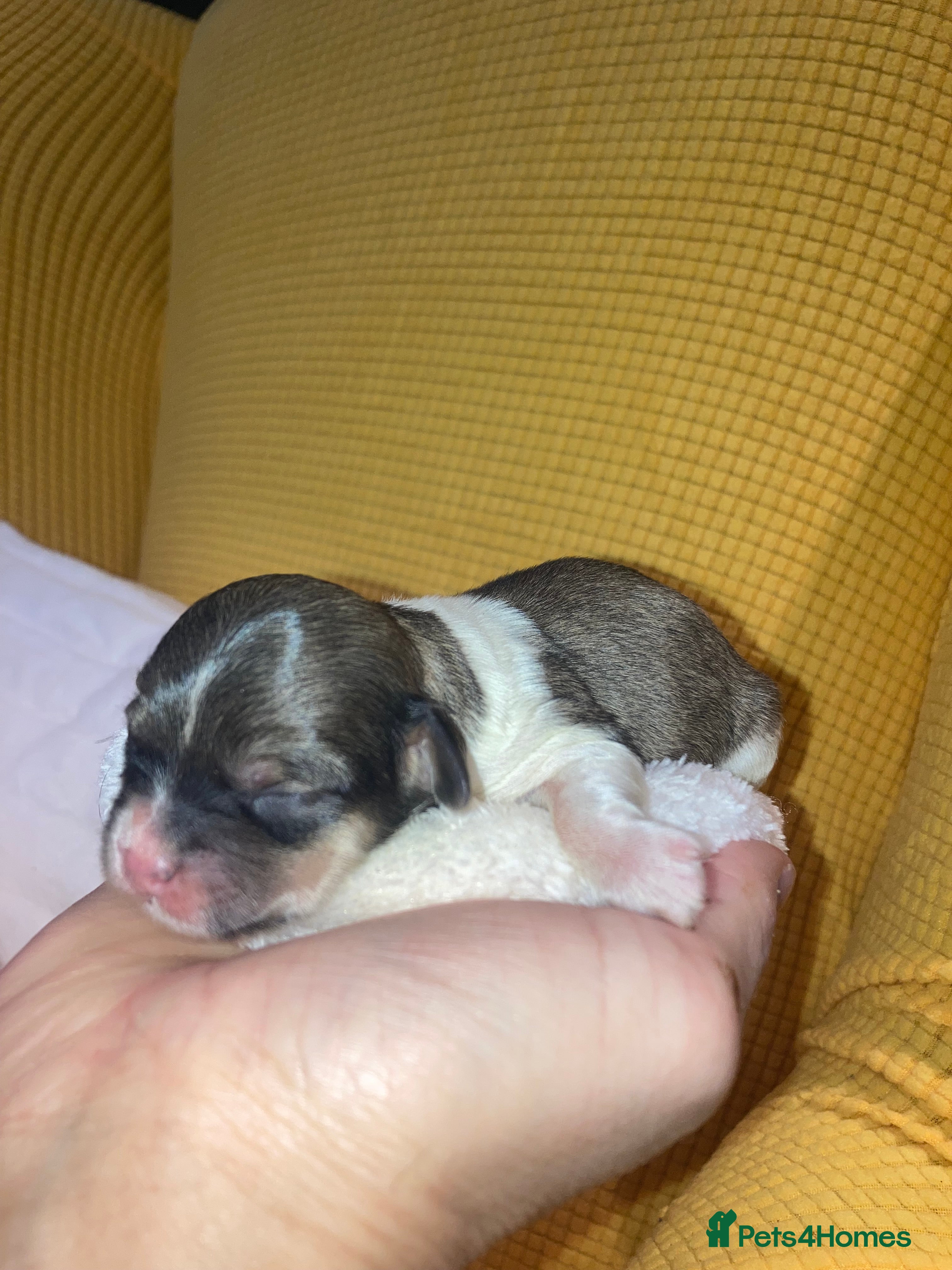 Shihpoo dogs Toy Shihpoo puppies  - Advert 4