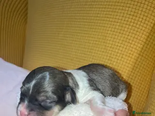 Shihpoo dogs Toy Shihpoo puppies - Advert 4