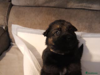German Shepherd dogs Stunning German shepherd puppies - Advert 10