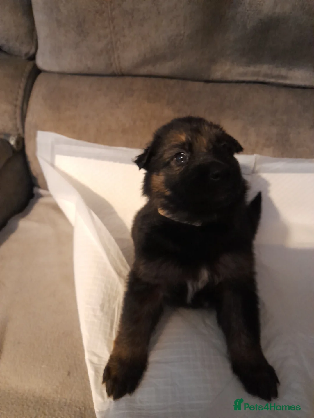 German Shepherd dogs for sale: Stunning German shepherd puppies - Advert 3
