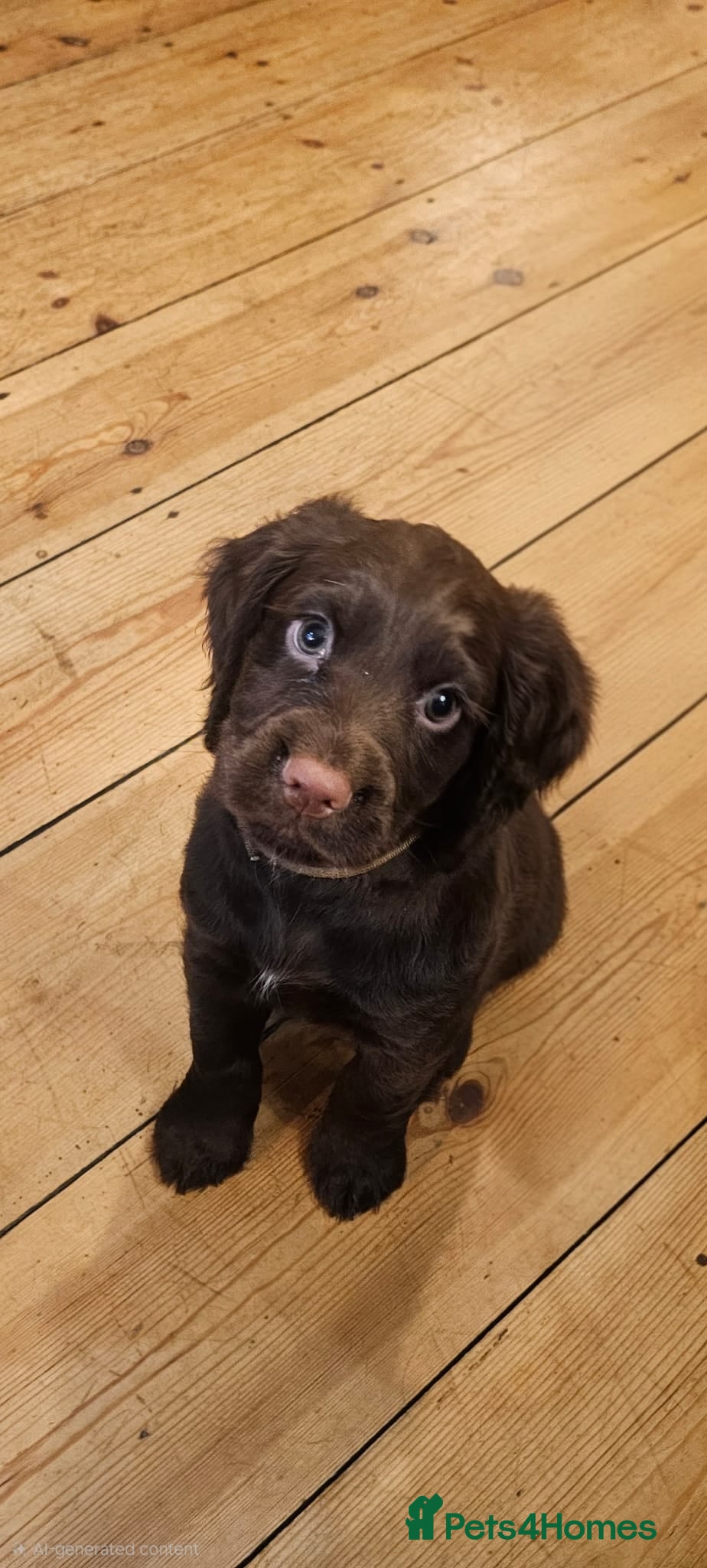 Cocker Spaniel dogs Working Cocker Spaniel puppies - Advert 14