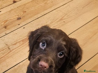 Cocker Spaniel dogs Working Cocker Spaniel puppies - Advert 5