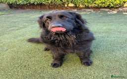 Mixed Breed dogs for sale: Beautiful Newfoundland X Golden Retriever Girl - Image 3