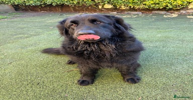Mixed Breed dogs - Advert 6