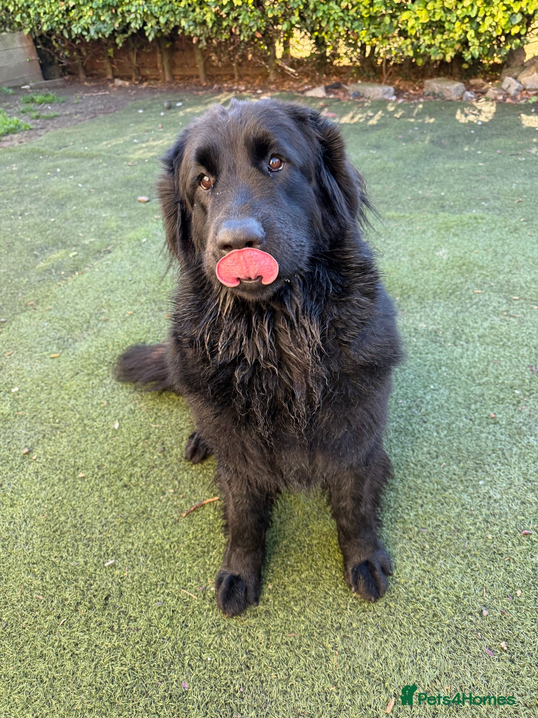 Mixed Breed dogs for sale: Beautiful Newfoundland X Golden Retriever Girl - Image 3