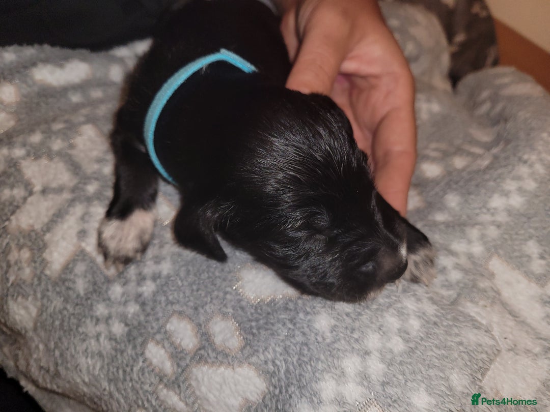 Mixed Breed dogs for sale: Border collie x irish/red setter puppies - Image 25