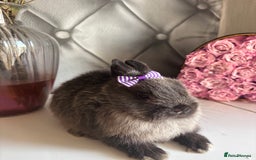 Netherland Dwarf rabbits for sale: Pure bred netherland dwarf babies  - Image 6