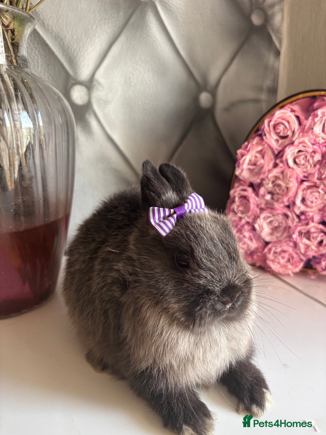 Netherland Dwarf rabbits for sale: Pure bred netherland dwarf babies  - Image 6