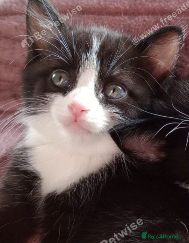 Mixed Breed cats Playful kittens - Advert 1