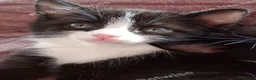 Mixed Breed cats for sale: Playful kittens in Bolton - Advert 1