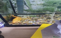 Gouramis fish for sale: Gourami catfish knife gish - Image 14