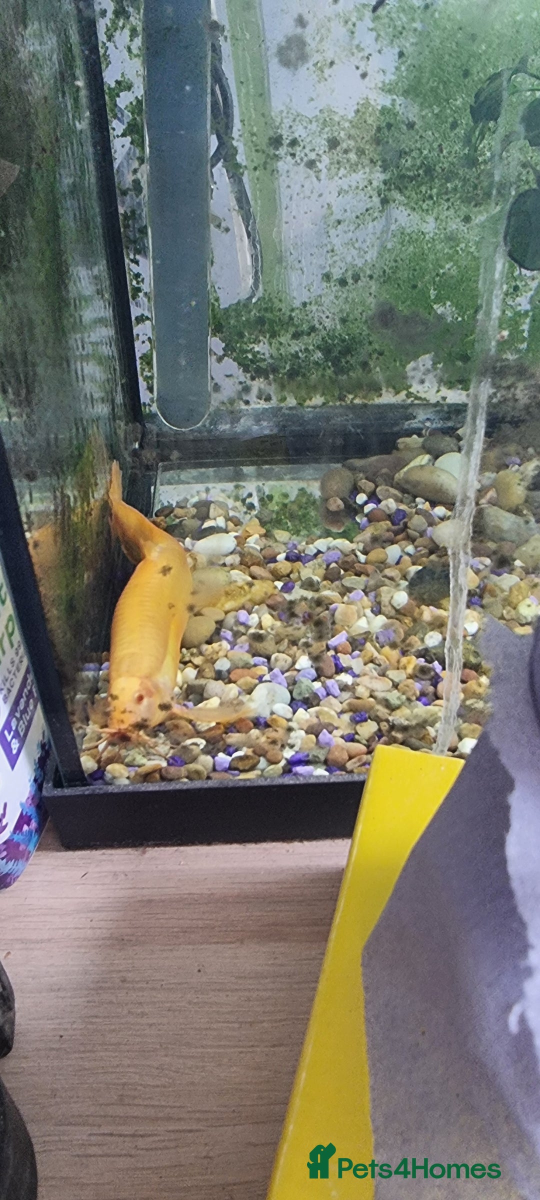 Gouramis fish for sale: Gourami catfish knife gish - Image 14