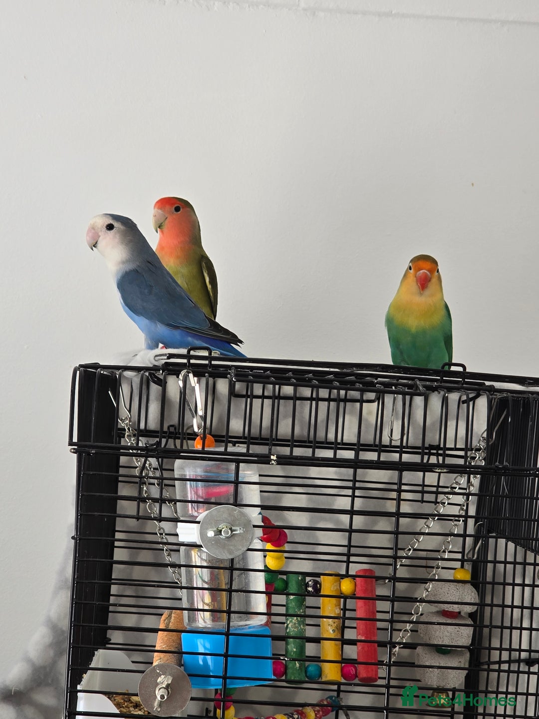 Lovebirds birds for sale: For sale - Image 4
