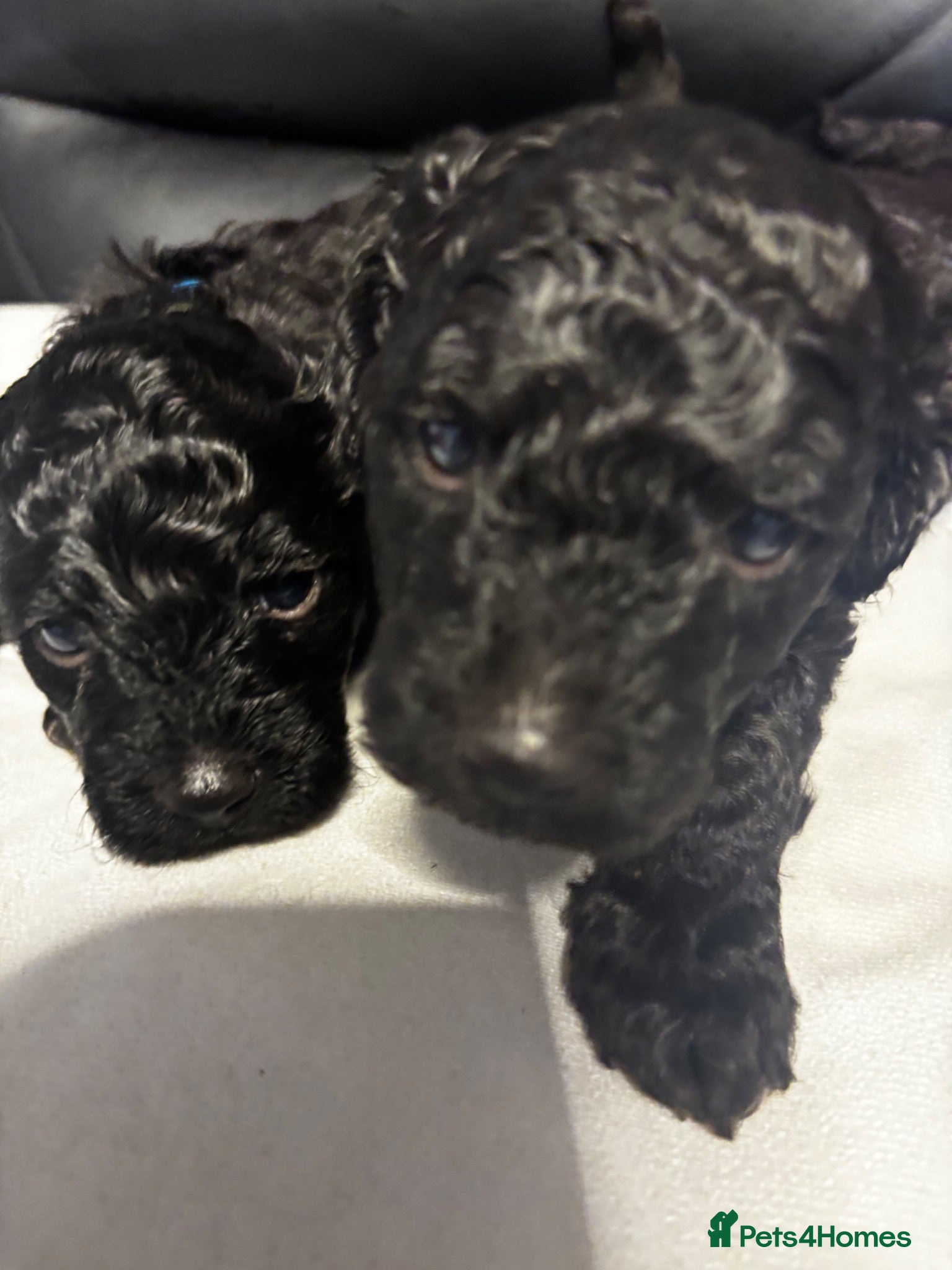 Cavapoo dogs Fb1 Cavapoos  - Advert 1