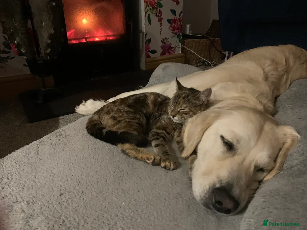 Golden Retriever dogs for sale: Beautiful Golden retrievers  - Advert 9