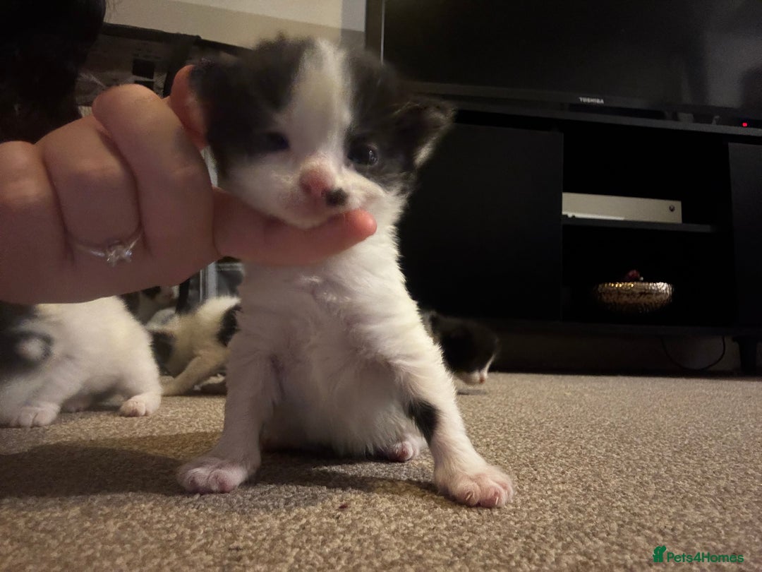 British Longhair cats for sale: Black and white long hair kittens for sale - Advert 16