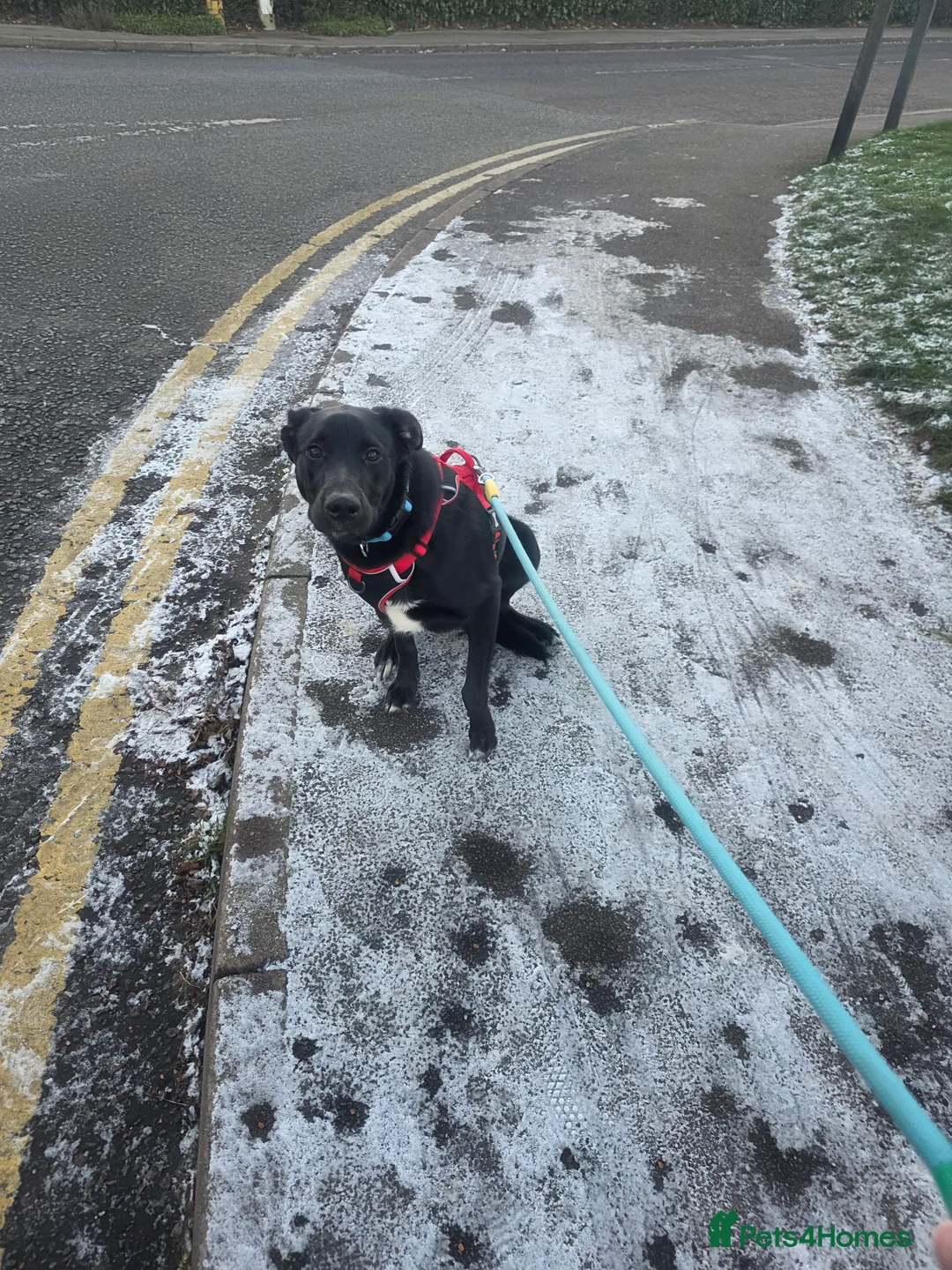 Mixed Breed dogs for sale: 8 month of male border collie.  - Advert 1