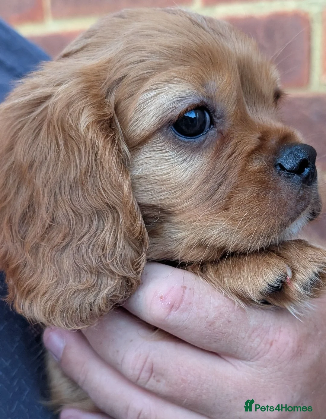 Cavalier King Charles Spaniel dogs for sale: *Two Boys Left!* Cavalier King Charles Puppies!  - Advert 1