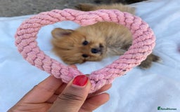 Pomeranian dogs for sale: Beautiful Russian bloodline Pomeranian puppies - Image 31