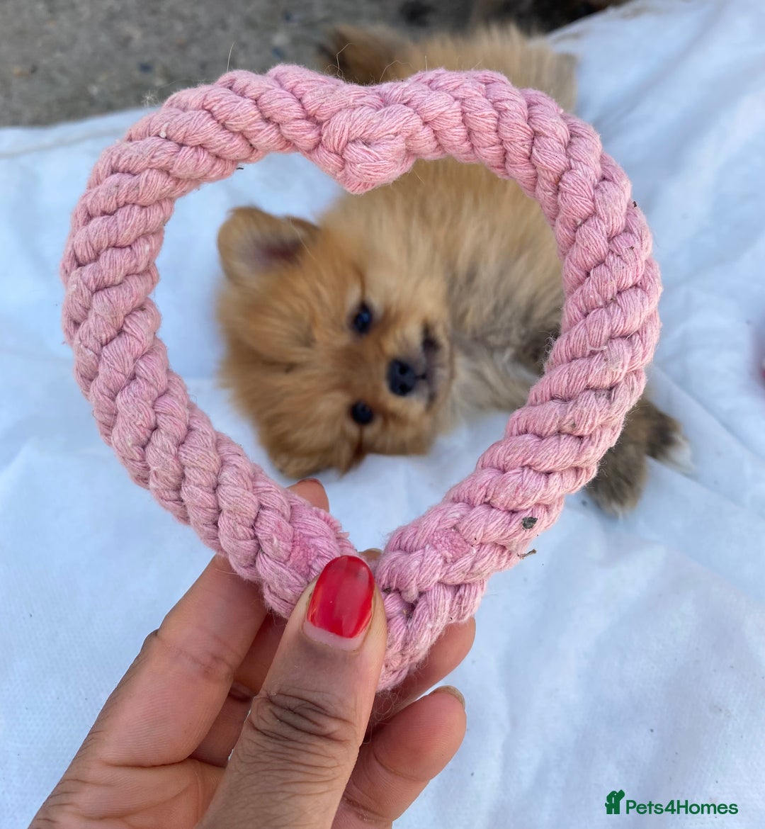 Pomeranian dogs for sale: Beautiful Russian bloodline Pomeranian puppies - Image 31