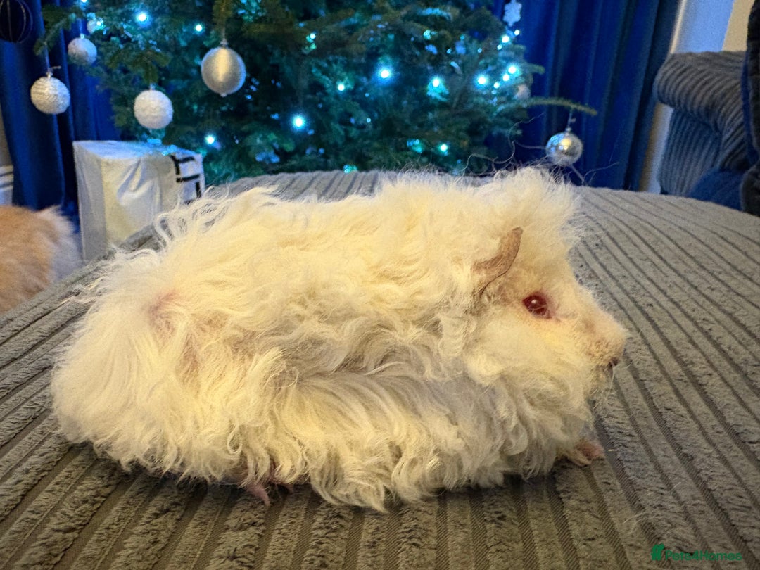 Guinea Pig rodents for sale: Himalayan Lunkarya boar  - Advert 5