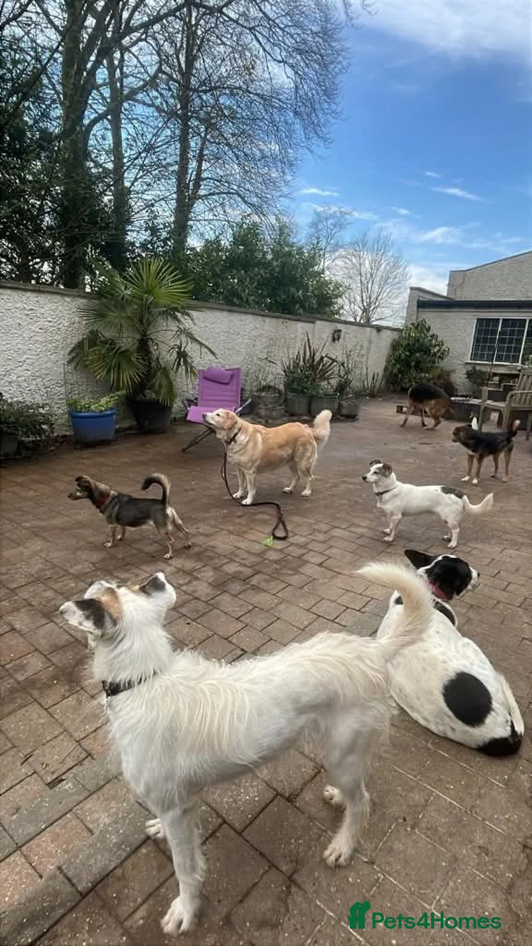 Mixed Breed dogs for adoption: Meet Honey,  currently residing in Guilford  in Guildford - Advert 11