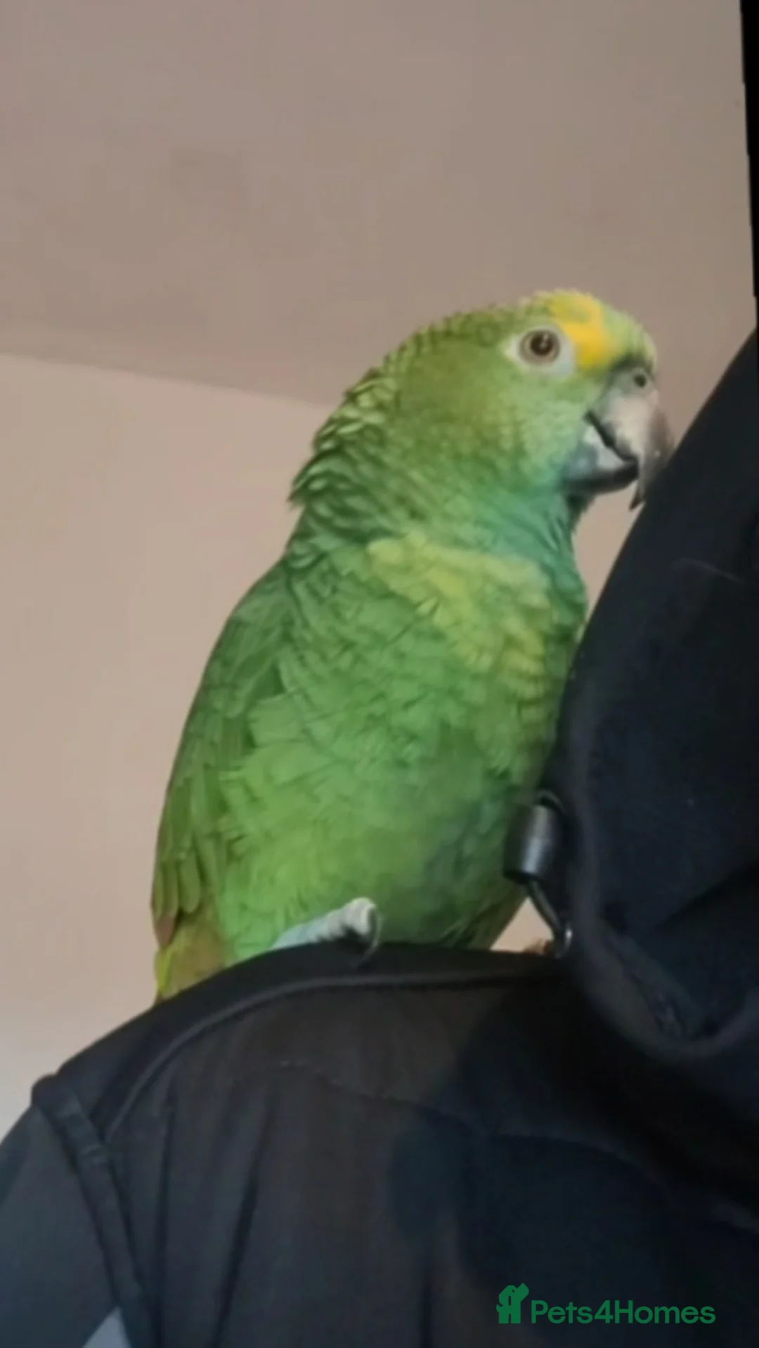 Parakeets birds for sale: Blue fronted amazon - Advert 1