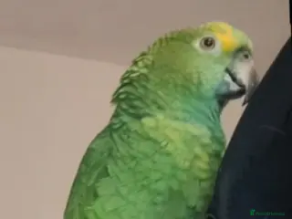 Parakeets birds Blue fronted amazon - Advert 13