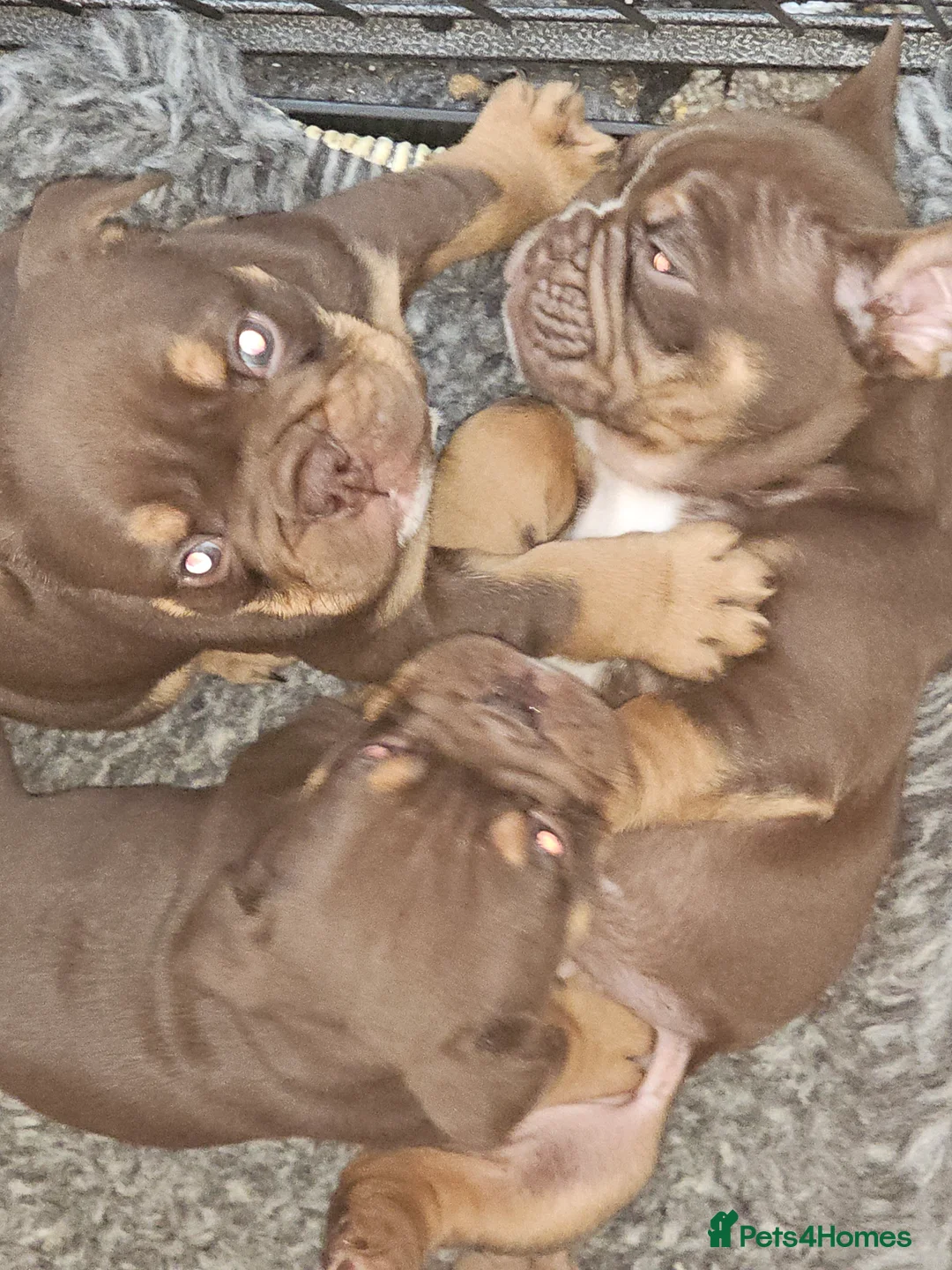 English Bulldog dogs for sale: English bulldog pups for sale - Advert 13