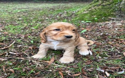 Cocker Spaniel dogs for sale: BEAUTIFUL KC SHOW TYPE COCKER SPANIELS  - Image 22