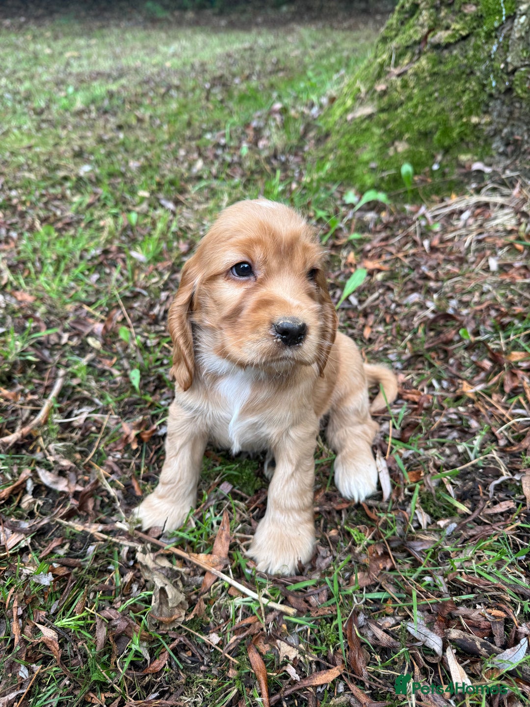 Cocker Spaniel dogs for sale: BEAUTIFUL KC SHOW TYPE COCKER SPANIELS  - Image 22