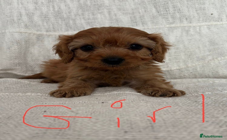Cavapoo dogs - Advert 4