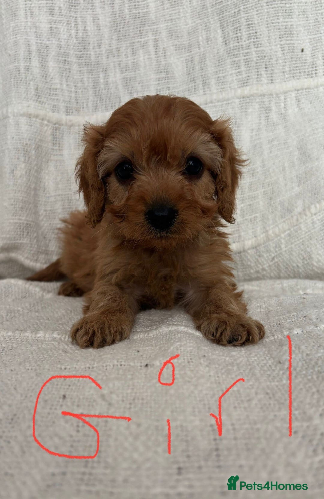 Cavapoo dogs for sale: Toy cavapoos f1  - Image 1