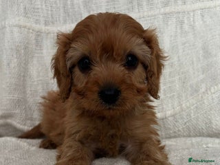 Cavapoo dogs - Advert 17