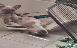 French Bulldog dogs for sale: Full vaccination only 2 available french bulldog in Hayes - Image 29
