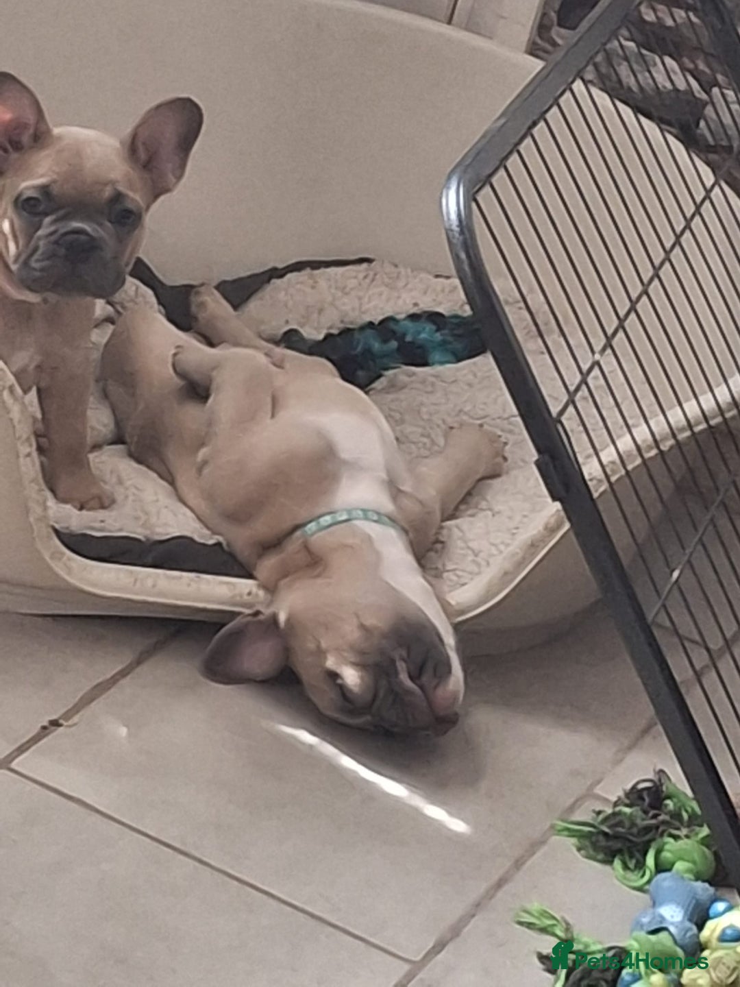 French Bulldog dogs for sale: Full vaccination only 2 available french bulldog in Hayes - Image 29