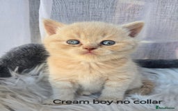 British Shorthair cats for sale: A charming kitten will be available in December. - Image 24