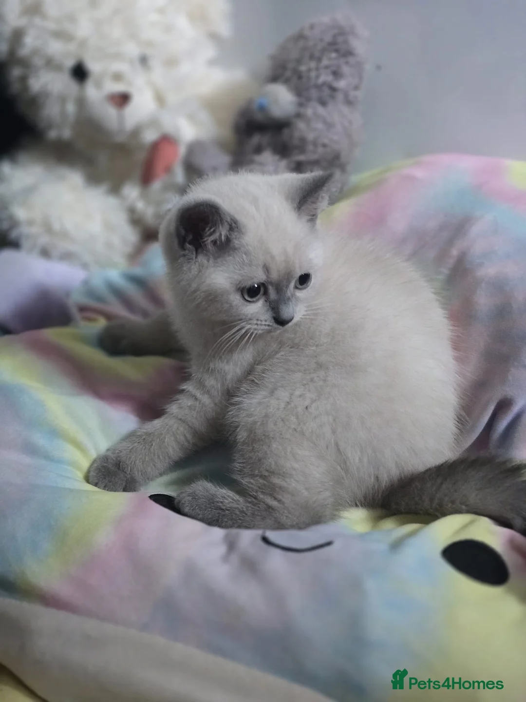 British Shorthair cats for sale: British shorthair  - Advert 7