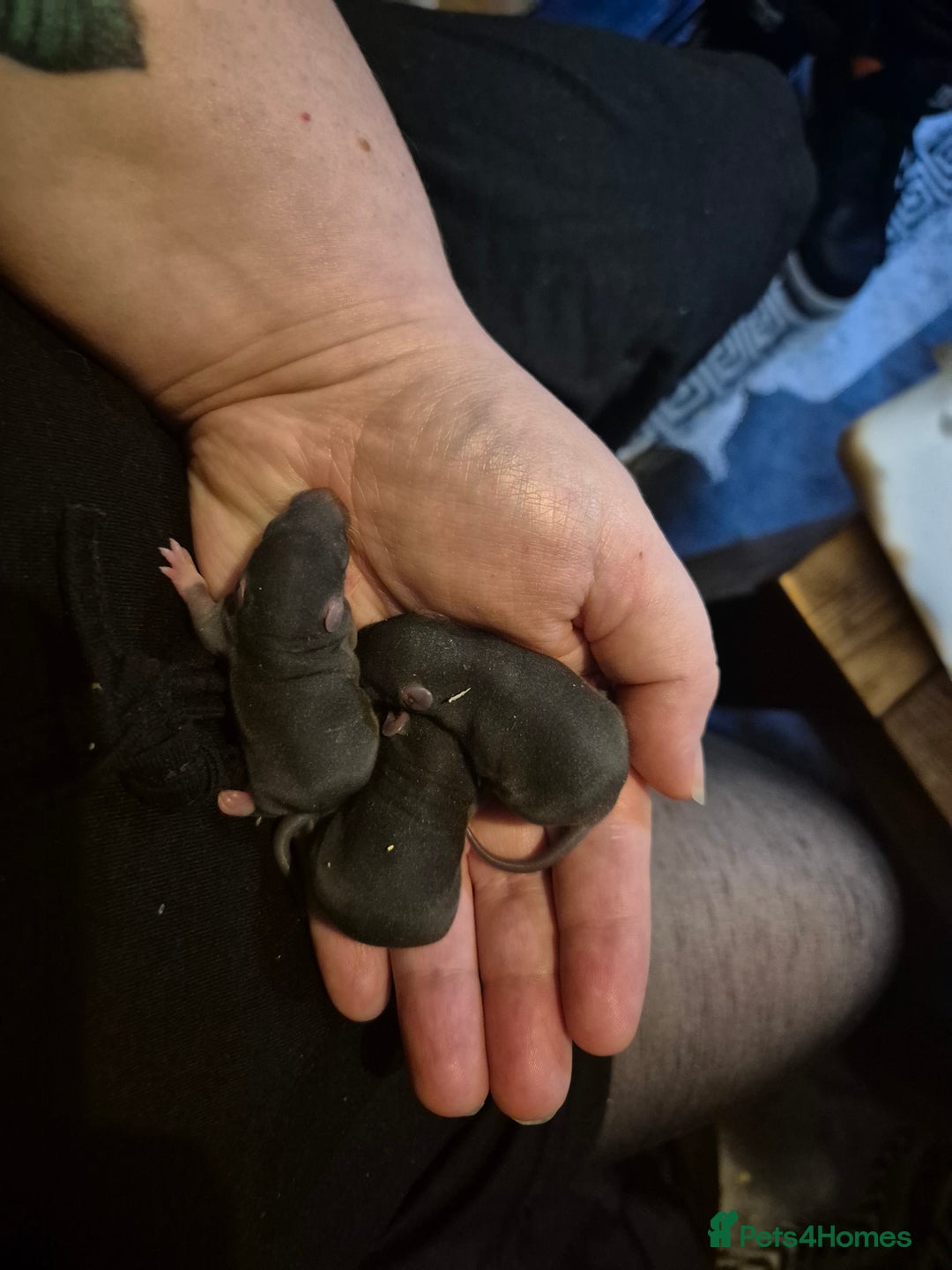 Rat rodents for sale: Beautiful babies for sale  - Advert 3